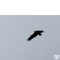 گونه کرکس Eurasian Griffon Vulture